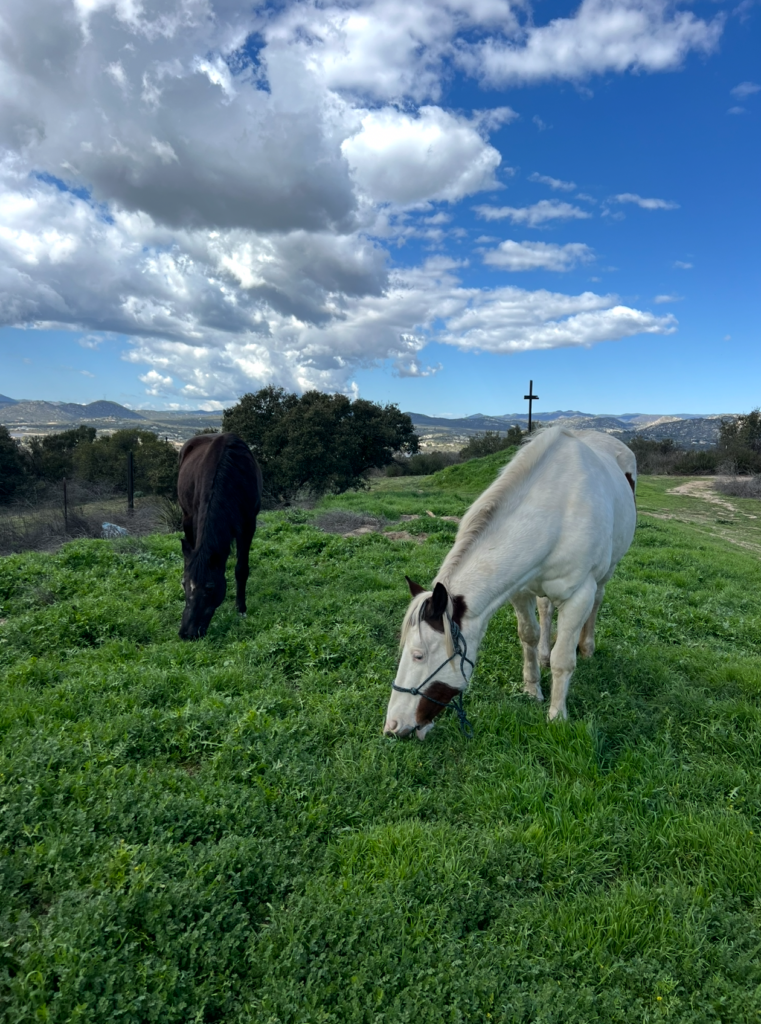 The Benefits of Equine Therapy for Addiction Treatment equine horse therapy drug and alcohol addiction rehab