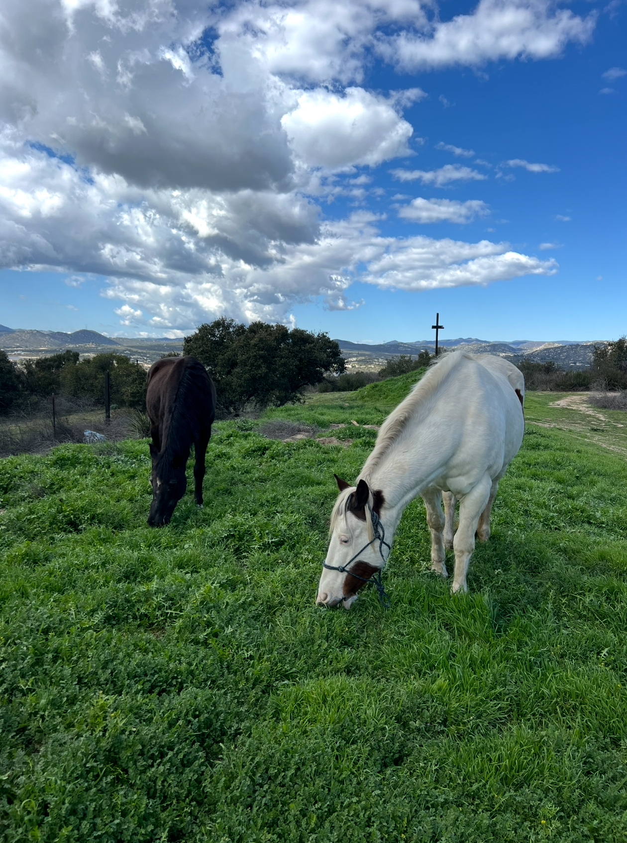 Detox center with equine therapy in San Diego Coastal Detox of Southern California